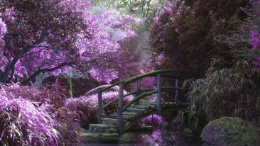 Dreams