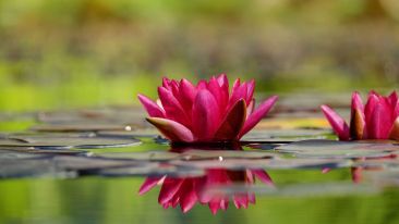Self-Transformation