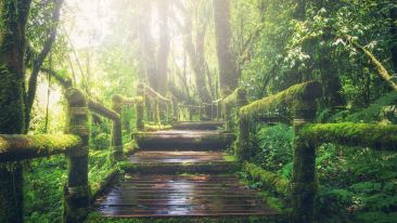 The Path to Peace Already Present