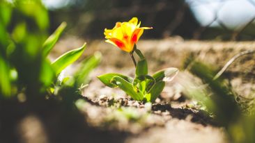 The One and Only Solution for Ending Unhappiness