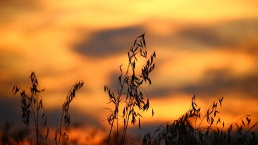 How to Start Planting the Seeds of Peace