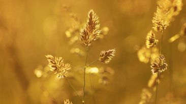 Discover the Treasure of Your True Nature