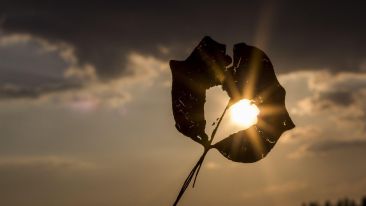 Awaken the Love of Light