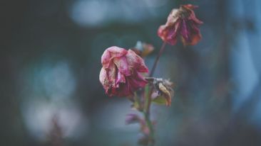 See Through the Painful Illusion of Imperfection