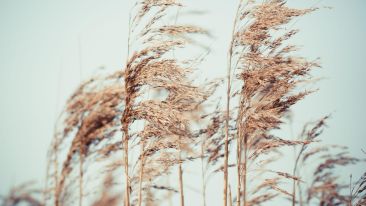 The Role of Resistance in Reality