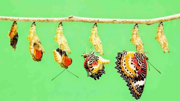 Transformational Living