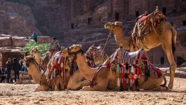 Has Anyone Seen My Camel?