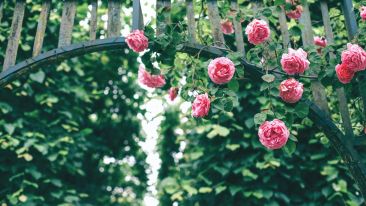 The Same Rose Never Blooms Twice