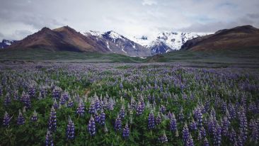 See the Flowering of Spirit