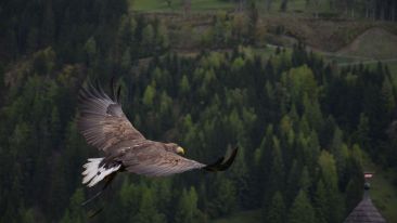 Remember Yourself and Realize Freedom