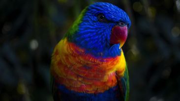 Discover the Self of Many Colors