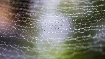The Web of Life