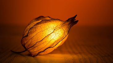 How to Sow the Seeds and Cultivate the Will to Be Free