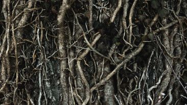The Real Root of All Rage Revealed