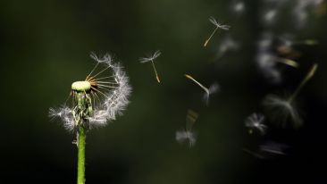 There's No Sense of Self in a Right Action
