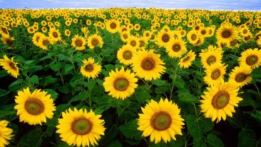 Complete the Pattern of Life and Fulfill Its Great Purpose
