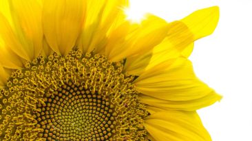 The Fruits of Sincere Spiritual Effort