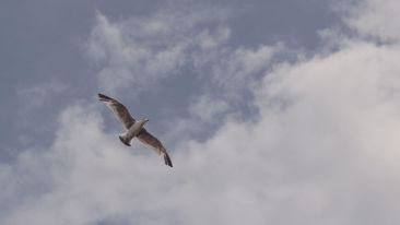 Turn Limitation into Liberation