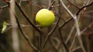 The Essential Element for the Ripening of the Soul