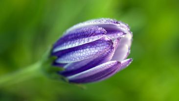 The Celestial Seeds of Knowing Yourself Completely