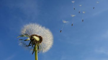 Developing the Seeds of the Soul
