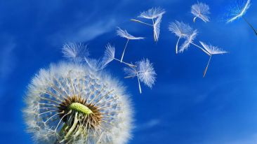 The Divine Purpose of the Seeds of the Soul