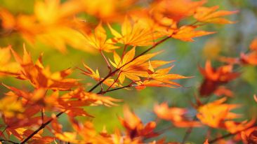 Share in the Secret Beauty of a Falling Leaf