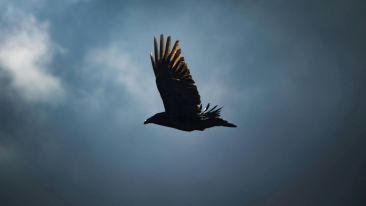 Online Study Group Meeting for Monday (5/27/2024)
