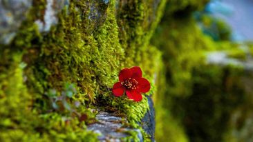 How to Grow a Living Trust