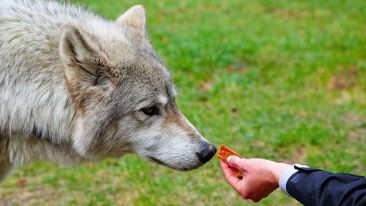 Find Freedom from the Wolves of Worry and Fear