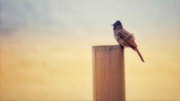 The Inner Path to the Perfection of Self