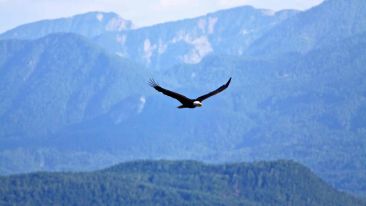 Awaken Your Eagle Nature and Soar Above Worry and Fear