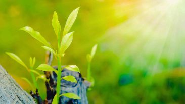 The Essential Elements Concerning Rebirth
