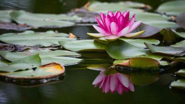 Realize the True Self Beyond Suffering
