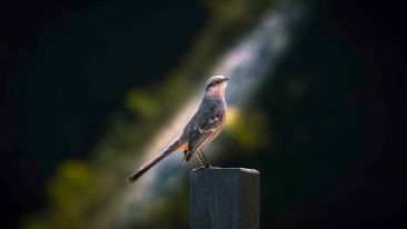 Commentaries on the Kingdom of Heaven