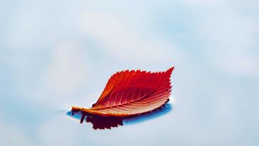 Be Still and Be Free