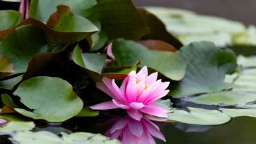 Let the Living Light Help You Flower