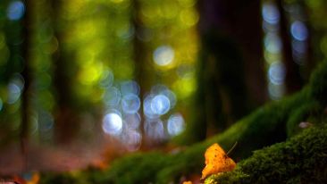 Secrets of the Path to Perfect Love