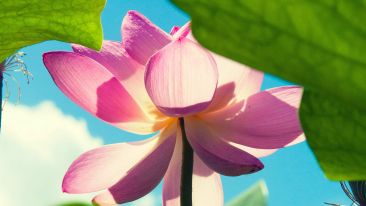 The Wisdom to Invite Excellence into Your Life