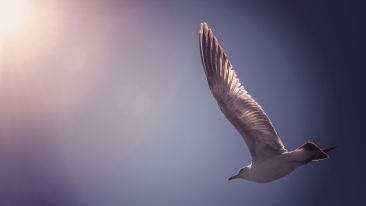 Embrace and Live the Great Law that is Timeless Liberation