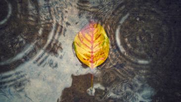 How Do I Live with No Mind in the Present Moment?