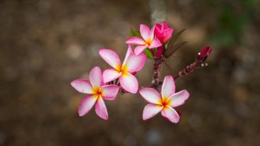 The Secret Prayer Critical for Real Self-Renewal