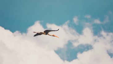 The Wisdom and the Will to Transcend All Self-Limiting Reactions