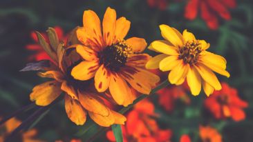 Online Study Group Meeting for Monday (1/8/2024)