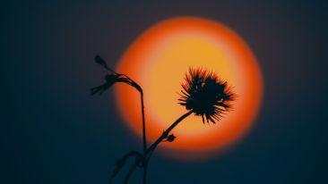 Online Study Group Meeting for Monday (6/21/2021)