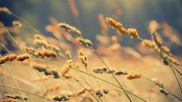 Discover the True Purpose of Your Life and Find Perfect Peace