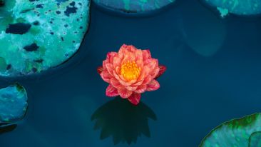 The Wisdom, Power, and Perfect Safety of a Silent Mind