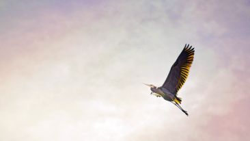 Let Go and Let Higher Life Forces Succeed for You