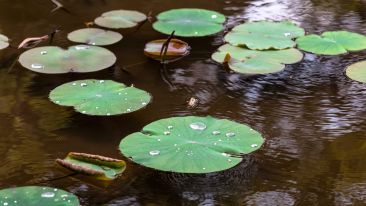 Transform the Pain of “Not Wanting” Some Moment into the Peace of Transcending Yourself