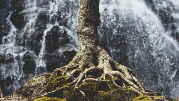Be Released from the Invisible Root of Fear